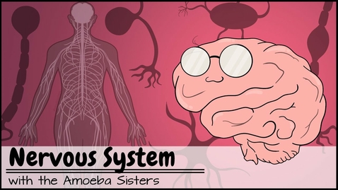 Thumbnail for HTHS 1101 F06-01 Introduction to the Nervous System