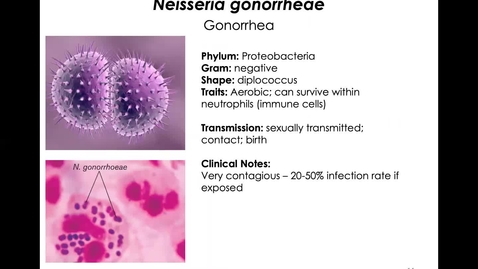Thumbnail for MICR3154_11-17_Gonorrhea_Twing