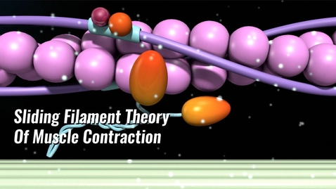 Thumbnail for Sliding Filament Theory Of Muscle Contraction Explained