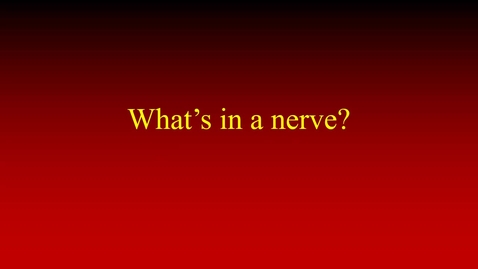 Thumbnail for entry What’s in a nerve (movie)