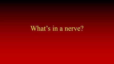 Thumbnail for What’s in a nerve (movie)