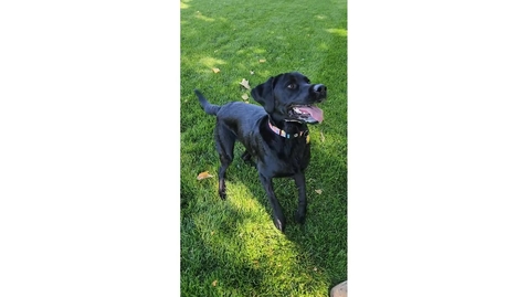 Thumbnail for Gratitude video