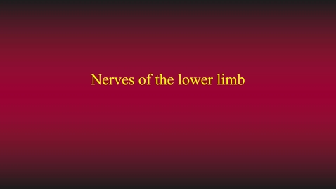 Thumbnail for entry Lower limb nerves