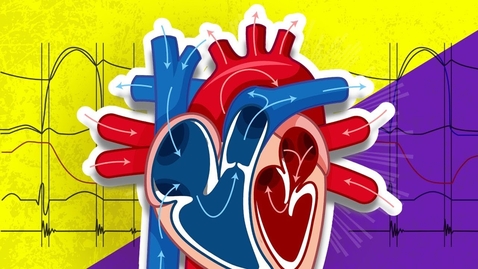Thumbnail for The Cardiac Cycle is SO EASY! Stop Making it Hard! - Quiz