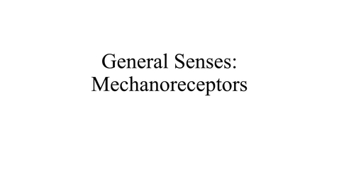 Thumbnail for entry General Senses (mechanoreceptors) movie
