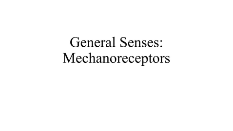 Thumbnail for General Senses (mechanoreceptors) movie