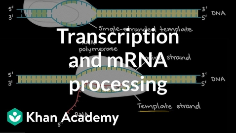 Thumbnail for entry HTHS 1110 F06-03b: Transcription &amp; RNA Processing Video with Questions