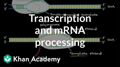 Thumbnail for HTHS 1110 F06-03b: Transcription &amp; RNA Processing Video with Questions