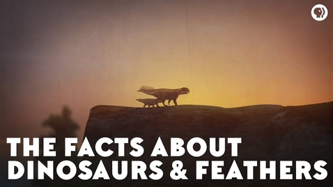 Thumbnail for The Facts About Dinosaurs &amp; Feathers