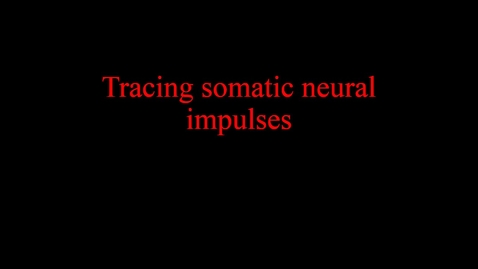 Thumbnail for entry Tracing somatic neural impulses