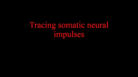 Thumbnail for Tracing somatic neural impulses