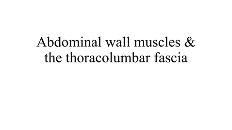Thumbnail for Abdominal wall muscles &amp; the thoracolumbar fascia