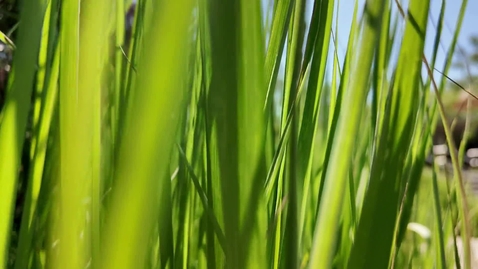 Thumbnail for Why Mentoring Matters