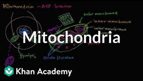 Thumbnail for entry HTHS 1110 F05-02: Mitochondria Video with Questions