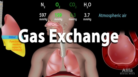 Thumbnail for HTHS 1111 F17-7a: Respiration Video with Questions