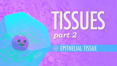 Thumbnail for entry HTHS 1110 F07-02: Tissues #2 Epithelial Tissue Video with Questions
