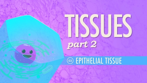 Thumbnail for HTHS 1110 F07-02: Tissues #2 Epithelial Tissue Video with Questions