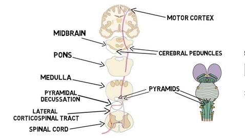 Thumbnail for HTHS 1111 F12-01b: Corticospinal Tract Video with Questions
