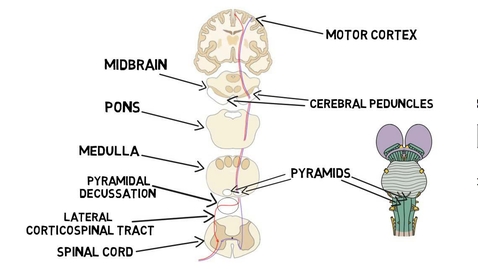 Thumbnail for entry HTHS 1111 F12-01b: Corticospinal Tract Video with Questions