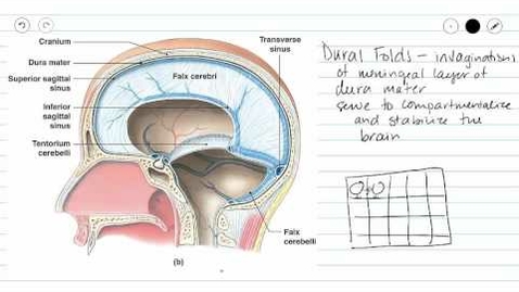 Thumbnail for entry Cranial Meninges - Quiz