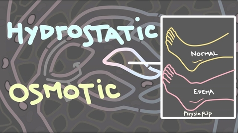 Thumbnail for HTHS 2231 Cardiovascular: Hydrostatic and Osmotic Pressure Video with Questions
