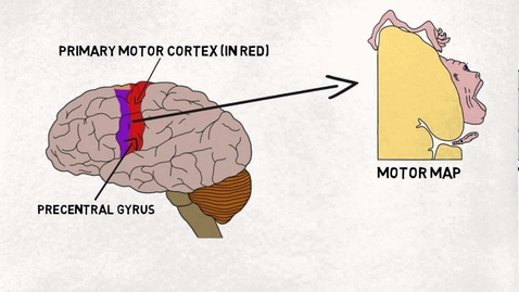 Thumbnail for HTHS 1111 F12-01a: Motor Cortex Video with Questions