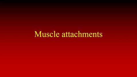 Thumbnail for entry Muscle attachments