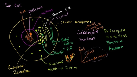Thumbnail for HTHS 1101 F03-01 Parts of a Cell Video with Questions