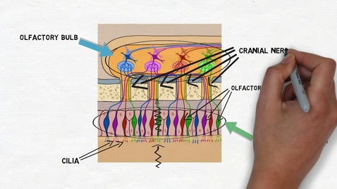 Thumbnail for HTHS 1111 F12-08: Olfaction Video with Questions