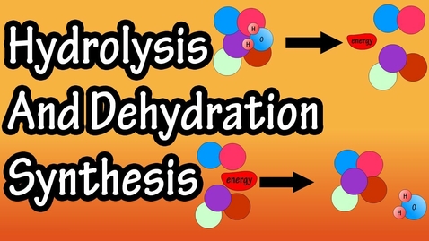 Thumbnail for HTHS 1110 Lab 3: Dehydration Synthesis And Hydrolysis Video with Questions
