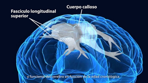 Thumbnail for Vídeo divulgativo de la Universidad de Navarra sobre el cerebro adolescente