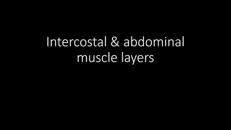 Thumbnail for entry Intercostal &amp; abdominal muscle layers