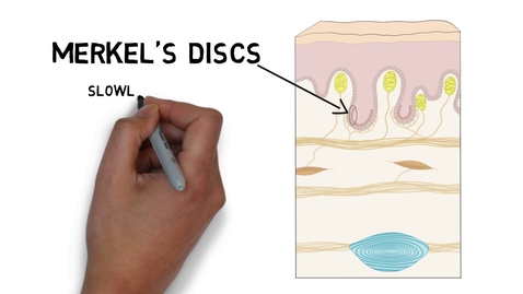 Thumbnail for entry HTHS 1110 F08-06a: Sensory Receptors of Skin Video with Questions