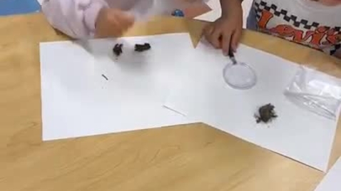 Thumbnail for Real Owl Pellets.MP4