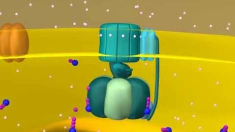 Thumbnail for HTHS 1110 F05-08b: Biological Gradients (ATP Synthase) Video with Questions