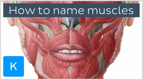 Thumbnail for HTHS 1110 F10-09: How to Name Muscles Video with Questions