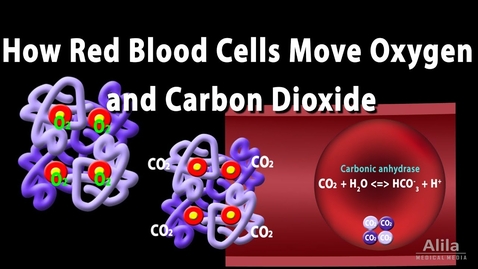 Thumbnail for HTHS 1111 F17-8: Gases Transport Video with Questions