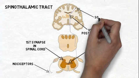 Thumbnail for entry HTHS 2231 Nervous Pre-Lab: The Anterolateral System (ALS) Video with Questions