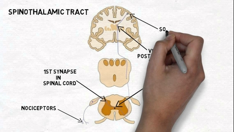 Thumbnail for HTHS 1111 F12-04c: Pain and the Anterolateral System Video with Questions