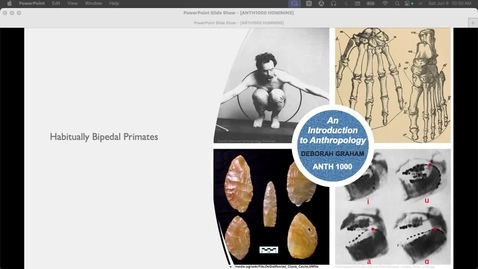 Thumbnail for ANTH1000 Hominins