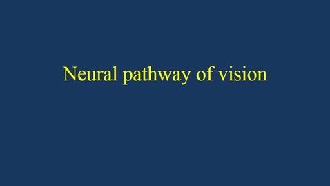 Thumbnail for entry Neural pathway of vision