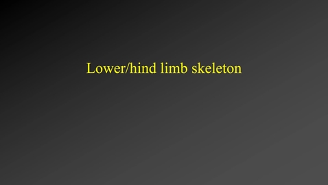 Thumbnail for entry Skeleton (lower limb)