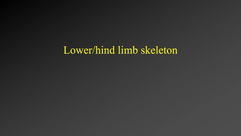 Thumbnail for Skeleton (lower limb)