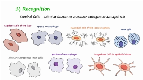 Thumbnail for HTHS 1111 F15-10b: Inflammation Video with Questions