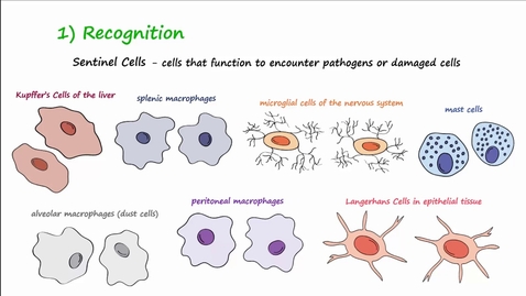 Thumbnail for entry HTHS 1111 F15-10b: Inflammation Video with Questions