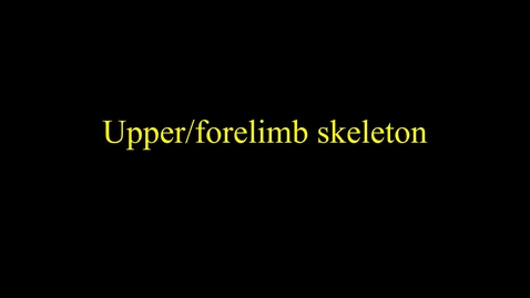 Thumbnail for entry Skeleton (upper limb)