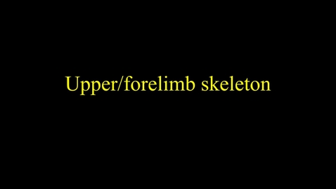 Thumbnail for Skeleton (upper limb)