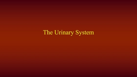 Thumbnail for entry Urinary System (lecture)