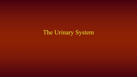 Thumbnail for Urinary System (lecture)