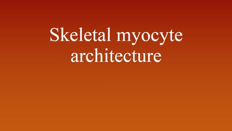 Thumbnail for entry Skeletal myocyte architecture movie
